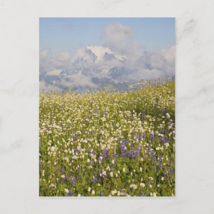 Cartão Postal WA, Mt. Baker Wilderness, Mt. Shuksan e