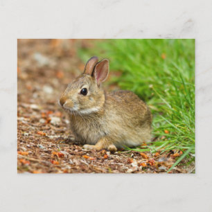 Cartão Postal WA, Redmond, coelho bebê Cottontail oriental