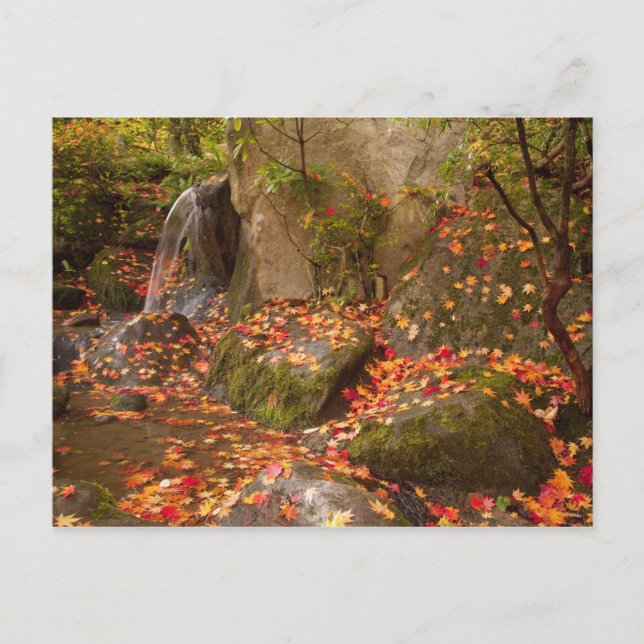 Cartão Postal WA, Seattle, Washington Park Arboretum, Japonês (Frente)