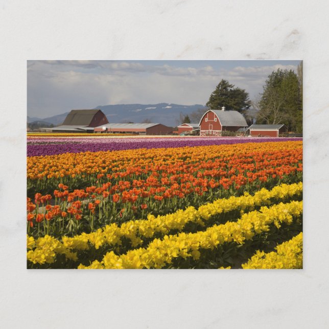 Cartão Postal WA, Skagit Valley, campos Tulip em flor, em (Frente)