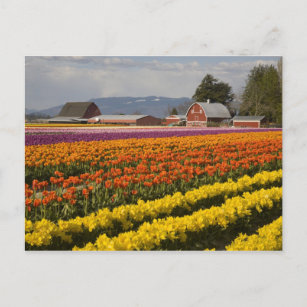 Cartão Postal WA, Skagit Valley, campos Tulip em flor, em