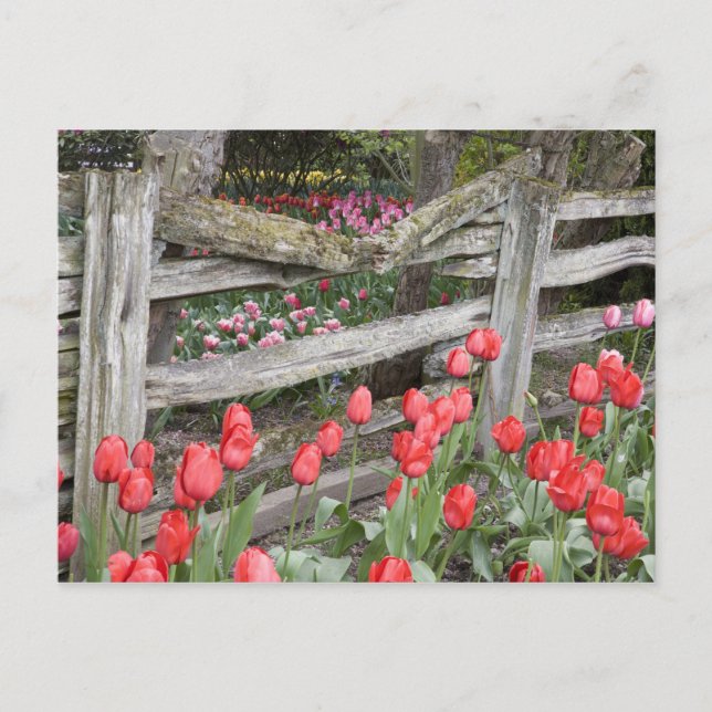 Cartão Postal WA, Skagit Valley, Roozengaarde Tulip Garden, (Frente)