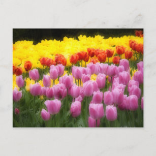 Cartão Postal WA, Skagit Valley, Roozengaarde Tulip Garden, 2