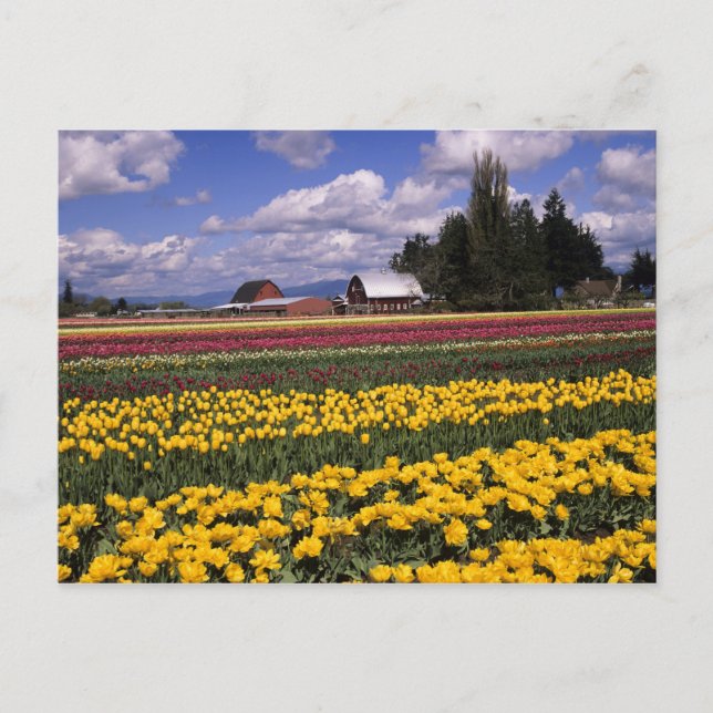 Cartão Postal WA, Skagit Valley, Skagit Valley Tulip (Frente)