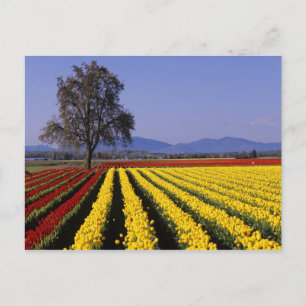Cartão Postal WA, Skagit Valley, Skagit Valley Tulip 2