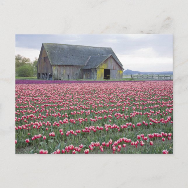 Cartão Postal WA, Skagit Valley, Tulip Field e Barn (Frente)