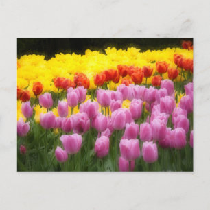 Cartão Postal WA, Vale do Skagit, Jardim de Tulipas Roozengaarde