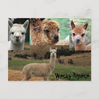 Cartão Postal Wacky Alpaca