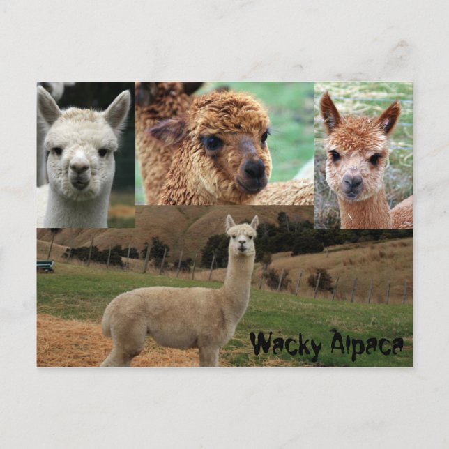 Cartão Postal Wacky Alpaca (Frente)