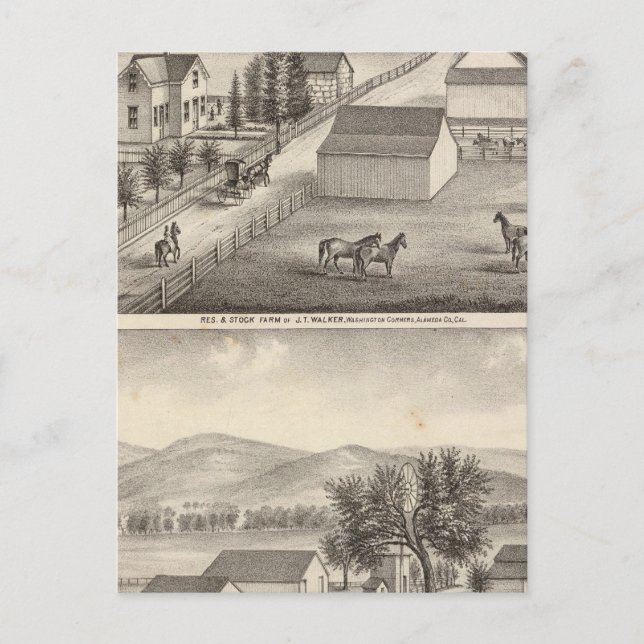 Cartão Postal Walker, residências Knittel, fazendas (Frente)