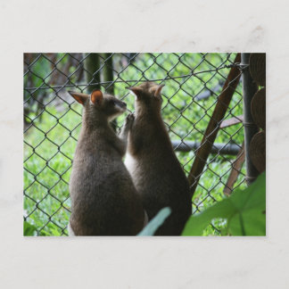 Cartão Postal Wallabies