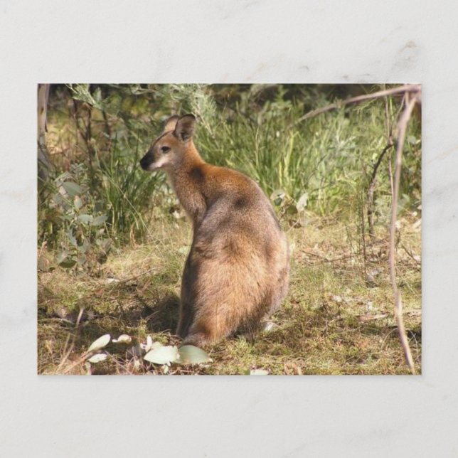 Cartão Postal Wallaby (Frente)