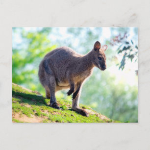 Cartão Postal Wallaby