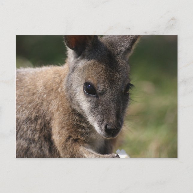 Cartão Postal Wallaby (Frente)