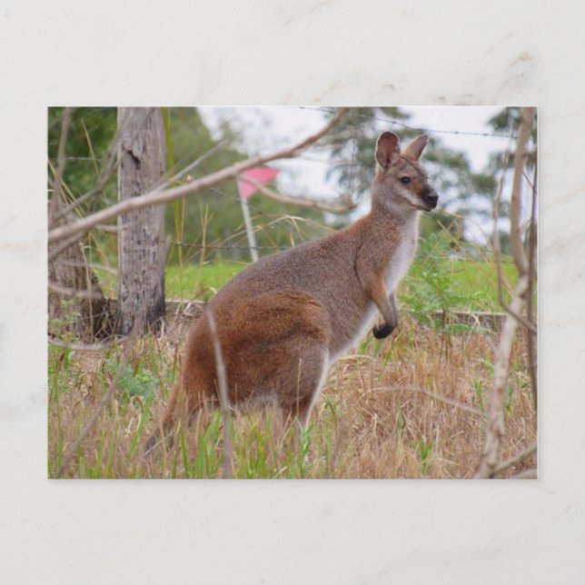 Cartão Postal wallaby australiano (Frente)