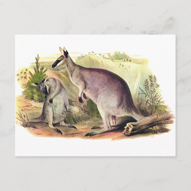 Cartão Postal Wallaby bonito (Frente)
