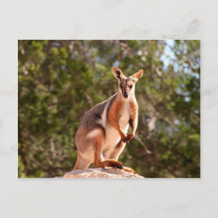Cartão Postal wallaby-de-pé-amarelo-da-austrália