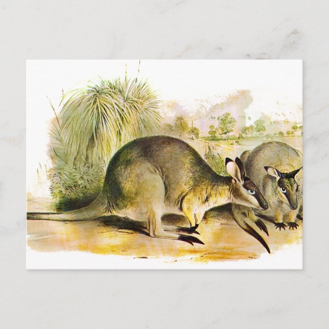 Cartão Postal Wallaby de Pincel Ocidental (Frente)