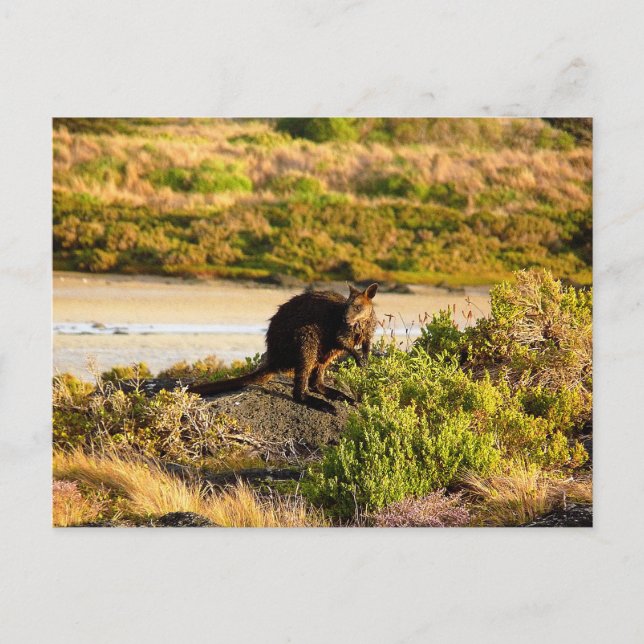 Cartão Postal Wallaby no Riverside (Frente)