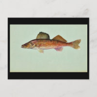 Walleye