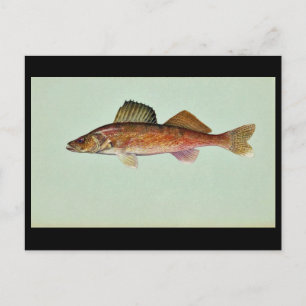 Cartão Postal Walleye