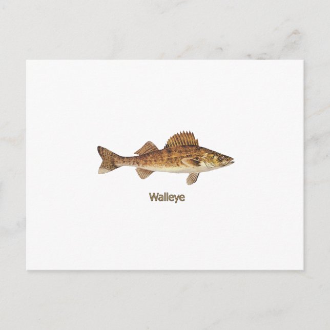 Cartão Postal Walleye Art (Frente)