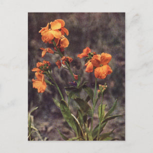Cartão Postal Wallflower Wildflower