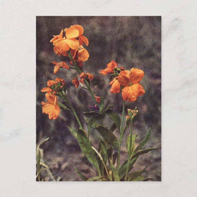 Cartão Postal Wallflower Wildflower (Frente)