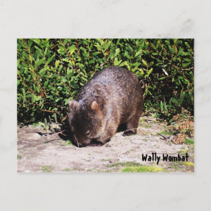 Cartão postal Wally Wombat