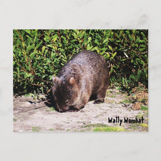 Cartão postal Wally Wombat (Frente)