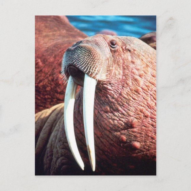 Cartão Postal Walrus (Frente)