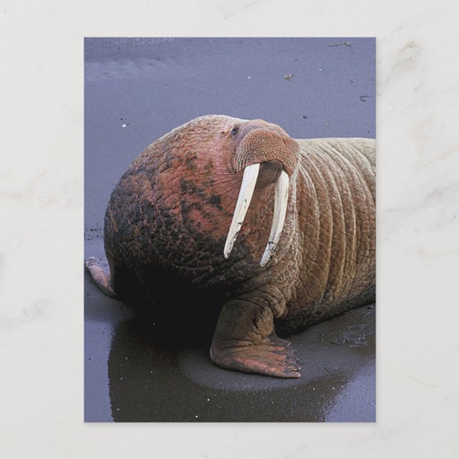Cartão Postal Walrus (Frente)