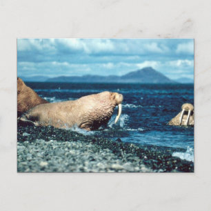 Cartão Postal Walrus