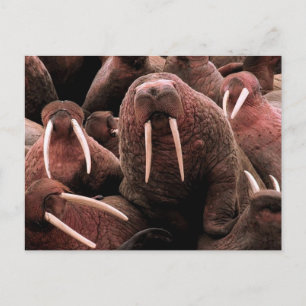 Cartão Postal Walrus