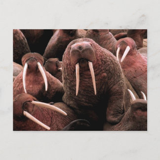 Cartão Postal Walrus