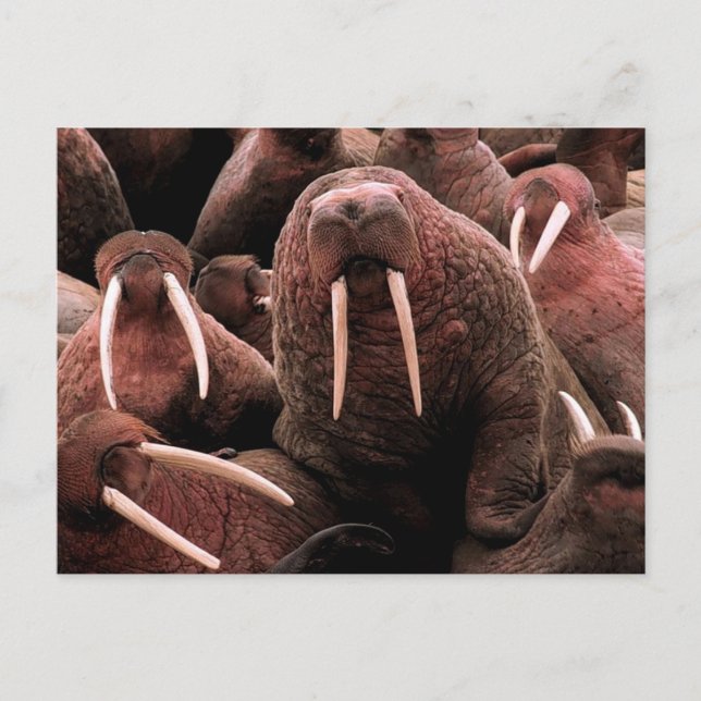 Cartão Postal Walrus (Frente)