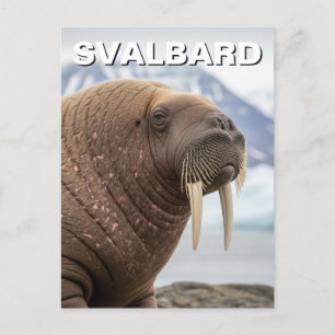 Cartão Postal Walrus em Svalbard Noruega