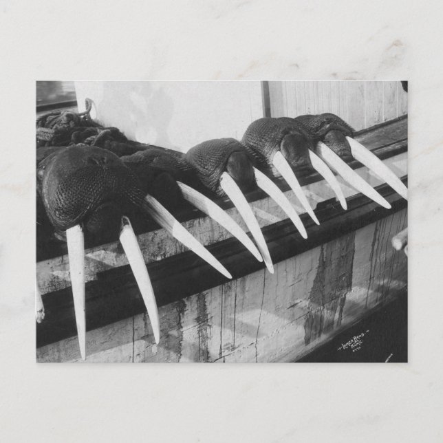 Cartão Postal Walrus Tusks: 1931 (Frente)