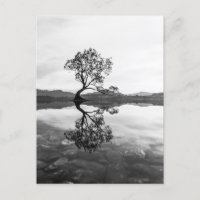 Wanaka Tree Nova Zelândia - Fotografia
