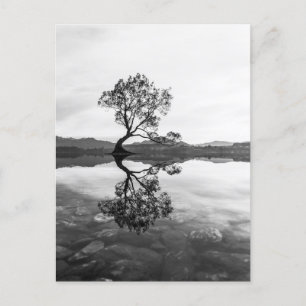 Cartão Postal Wanaka Tree Nova Zelândia - Fotografia