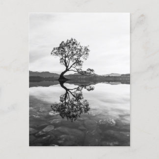 Cartão Postal Wanaka Tree Nova Zelândia - Fotografia