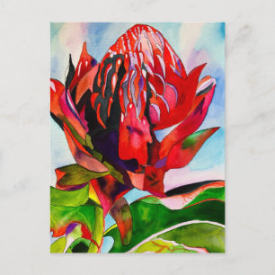 Cartão Postal Waratah, cor-de-água natural da Austrália