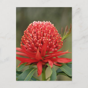 Cartão Postal Waratah na floração, flores australianas