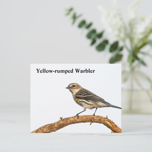 Cartão Postal Warbler Amarelo (Em pé/Frente)