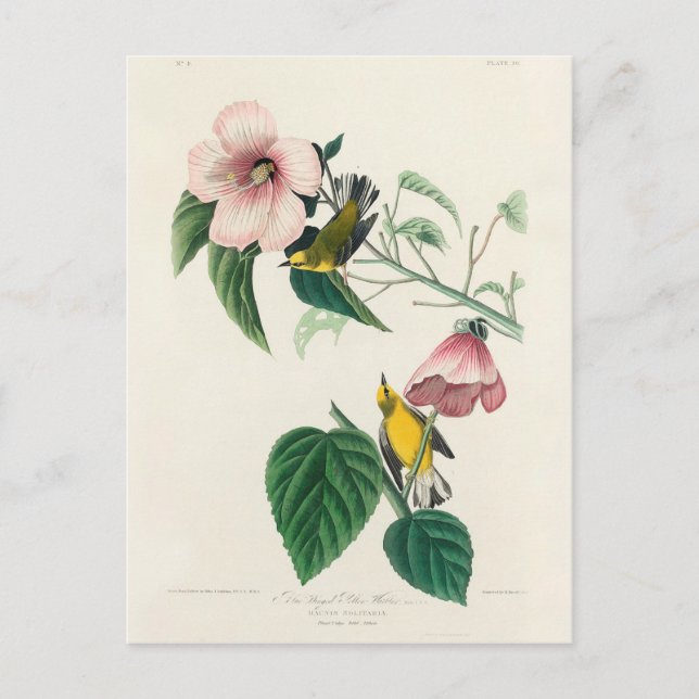 Cartão Postal Warbler Amarelo de asas azuis de Aves da América (Frente)