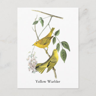 Cartão Postal Warbler Amarelo, John Audubon