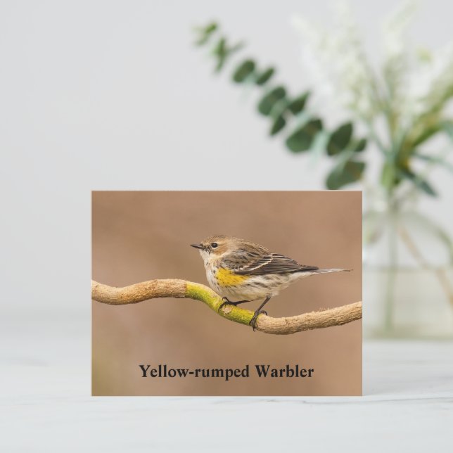 Cartão Postal Warbler Amarelo Perch (Em pé/Frente)