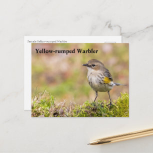 Cartão Postal Warbler Amarelo-Rumado fêmea