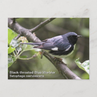 Cartão Postal Warbler Azul de garganta preta