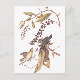 Cartão Postal Warbler de Comida de Verme de Audubon